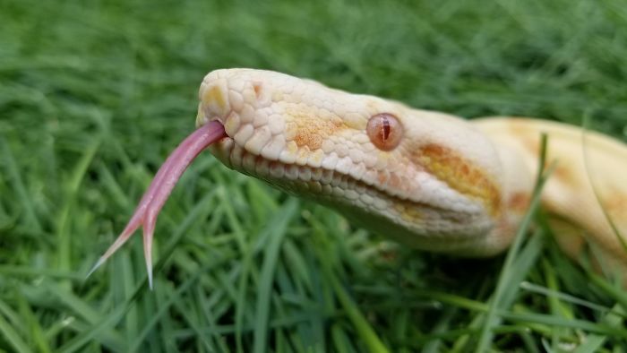 Chester Exploring Outside In The Grass.