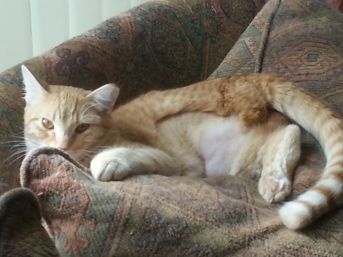 Sawyer, The Feral Tripod That Lives With My Herd. He Loves My Cats And Being Fed, But Doesn't Want Much To Do With Me And That Is Okay.