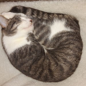 hristova-dessislawa avatar