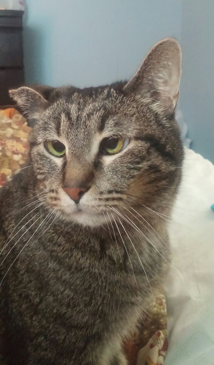 Our Star. Cross-Eyed And Crinkly-Eared, She Was Overlooked At The Shelter For 7 Years. She Has Been With Us For Almost 3 Years And Is The Sweetest Kitty In The World.