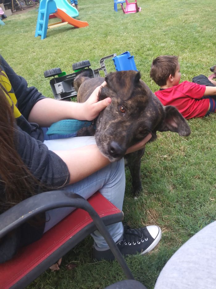 Person gently holding a dog with new funny pet name outdoors while children play on grass in a backyard setting.