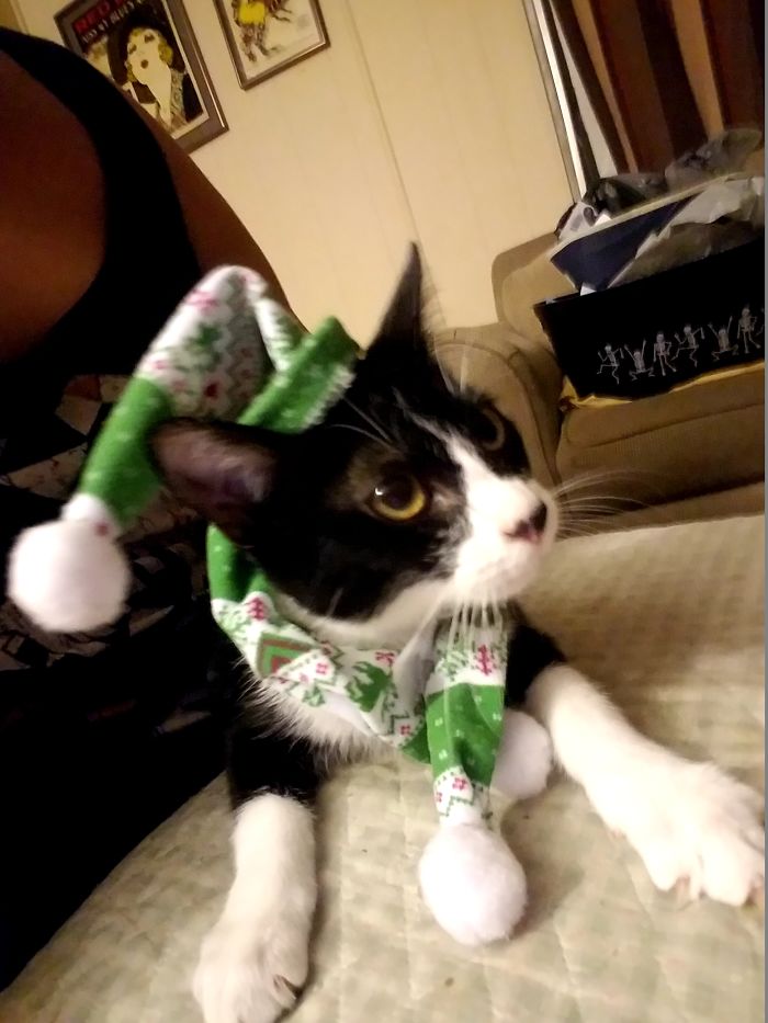 Black and white cat wearing a festive green hat, illustrating funny names people now call their pets instead of the original one.