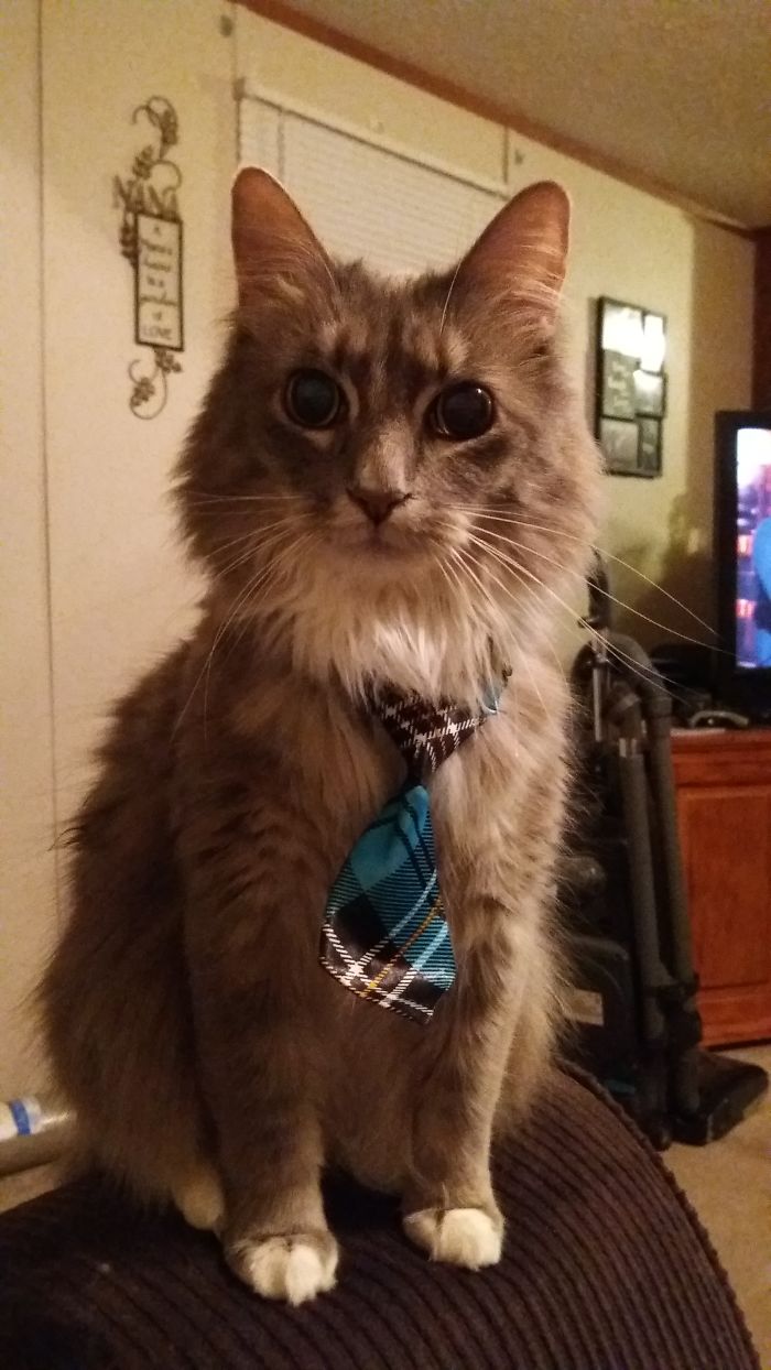 Carson, 5% Chance Of Survival From A Severe Illness At Only A Few Weeks Old, Survived But Mostly Blind And His Pupils Never Get Any Smaller Than This.