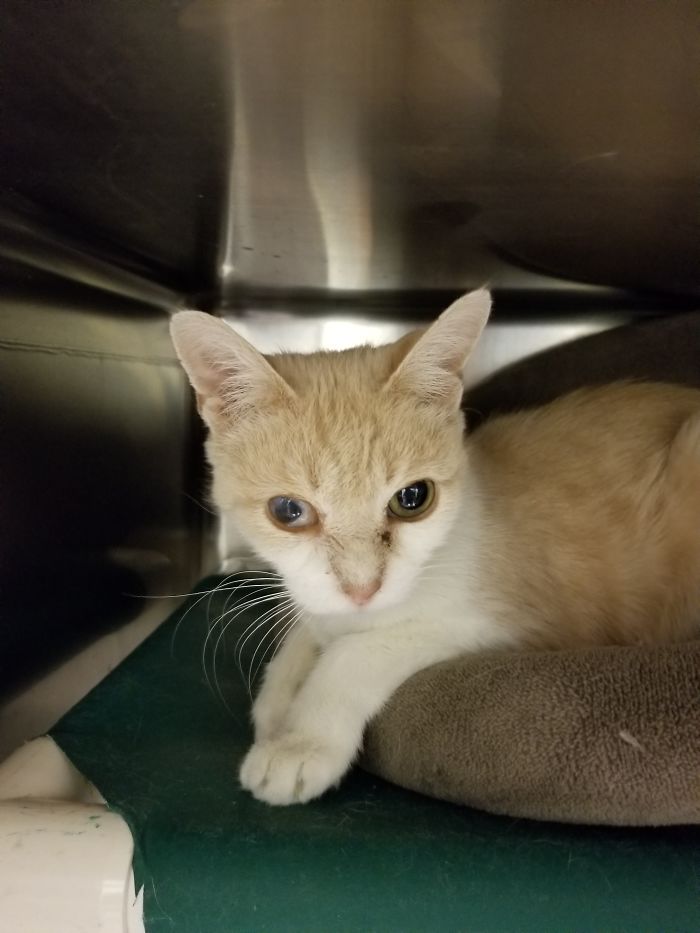 Fir Is A Shelter Cat With A Wonky Eye, But He Can Still See That You Have Treats!