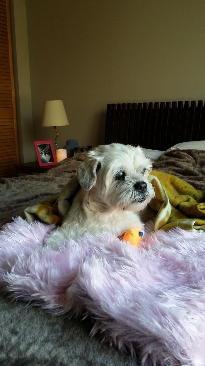 This Was Jerry. He Was 17, Blind, Arthritic, With A Heart Condition, And Had Just Returned Home From The Vet Where They Diagnosed A Tumour On His Liver That Was Causing Internal Bleeding. He Wasn't Suffering At The Moment This Photo Was Taken. He Died Several Hours Later. With All His Imperfections He Was The Best Dog I've Encountered In My Life. Love You