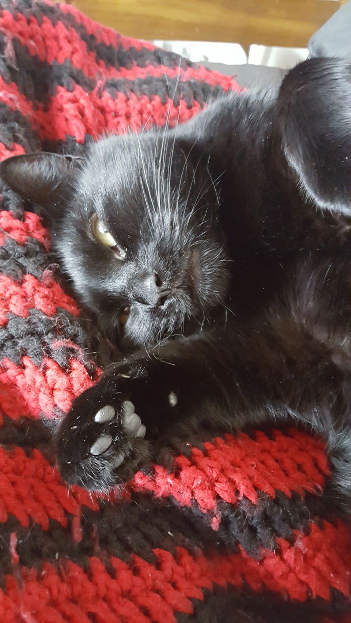 My Rescue Baby Zoltan. Bladder Problems, Chronic Respiratory Issues, And Dental Problems. Wouldn't Change Him For The World.