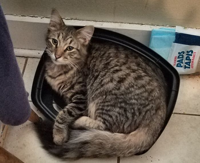 Gray tabby cat curled up in a small pet bed, illustrating people sharing new names they call their pets instead.