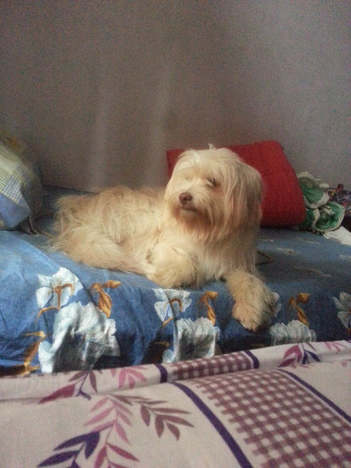 Small fluffy dog resting on a bed, illustrating people sharing the names they now call their pets instead of the original one.