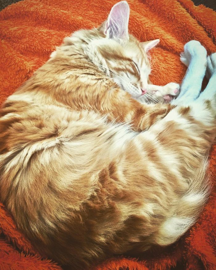 Sleeping orange tabby cat curled up on a soft orange blanket, highlighting funny new pet names people share.