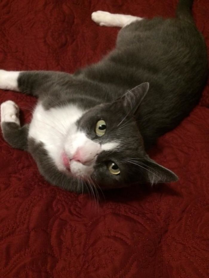 Oscar Was A Shelter Kitten. Later He Mysteriously Cut Open His Face Wide Open. Despite The Stitches And Scars He Is Still A Handsome Boy.