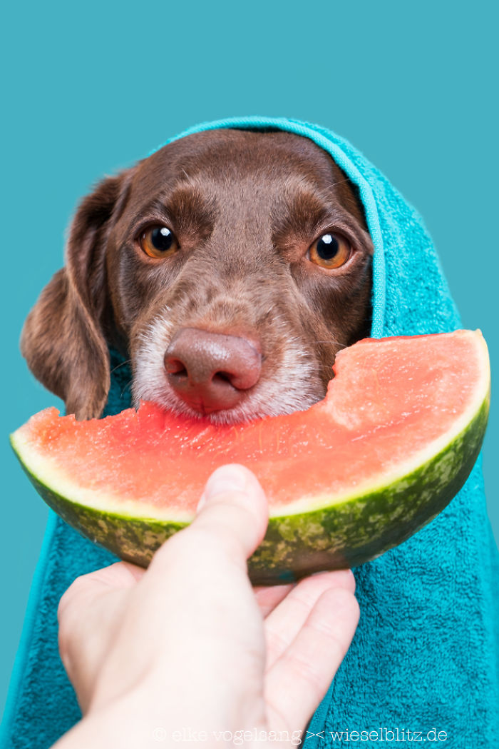 Playful And Character-Filled Photos Of Dogs Dressed For Bath Time Playful And Character-Filled Photos Of Dogs Dressed For Bath Time