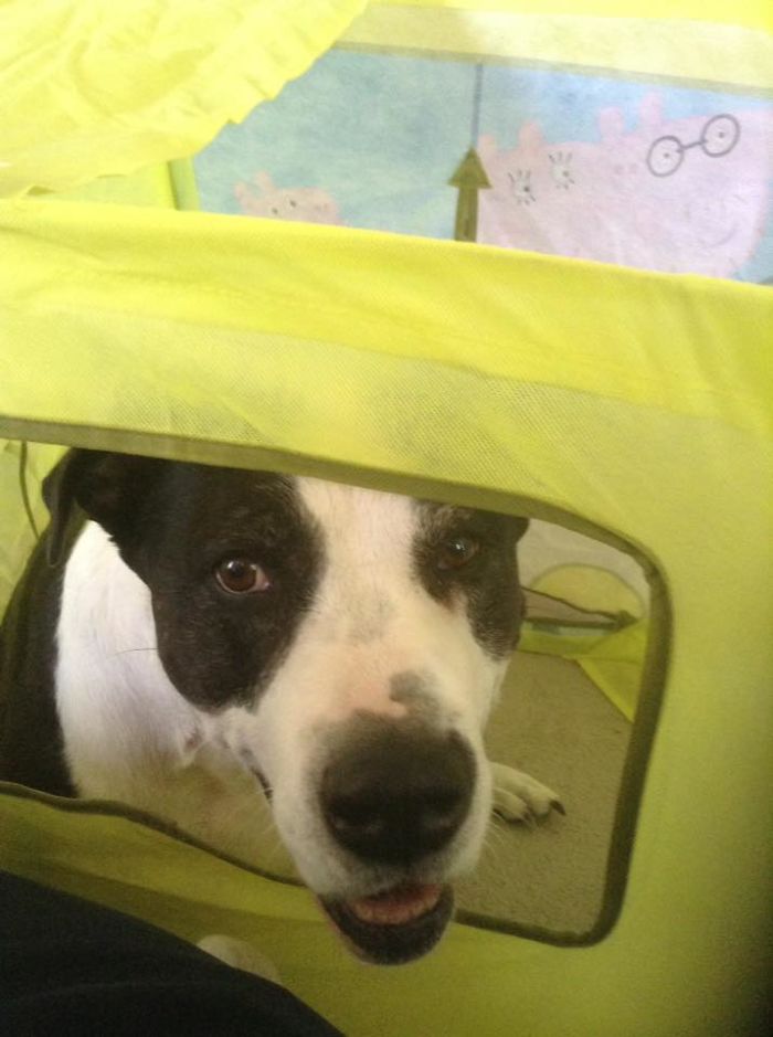 Dog peeking through a yellow playpen, showcasing pet names people now call their pets instead of the original one.