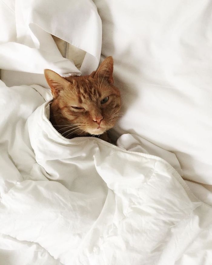 Okay Tbh Napoleon Isn’t A Special Needs Cat, But I Wanted To Share Him With You. He’s The Most Loving Affectionate Baby And My Best Friend ^.^