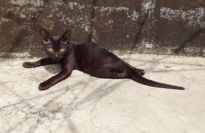 Niga Is A Happy Cat With Two Paws. She Lost Her Two Paws In Accident When She Was Only 3 Weeks Old!