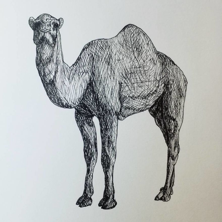 My Inktober 2017 - Animals