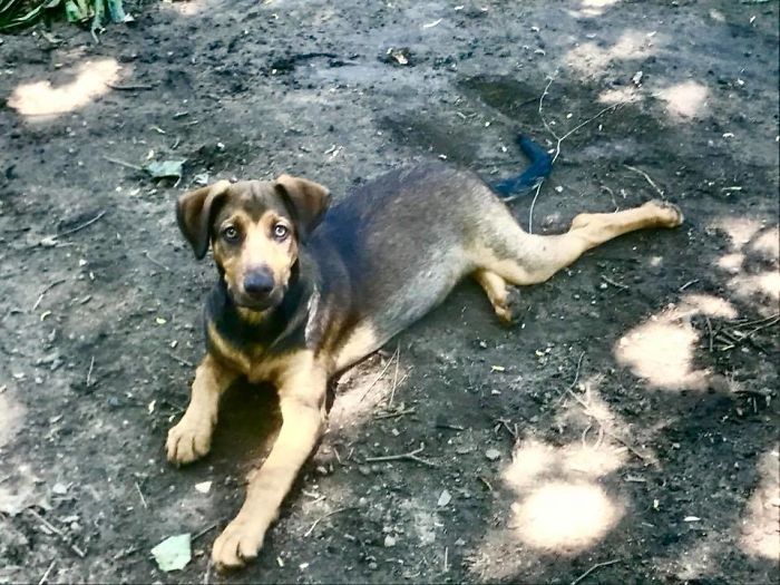Young mixed breed dog lying on dirt ground, showing the hilarious pet names people now call their pets.