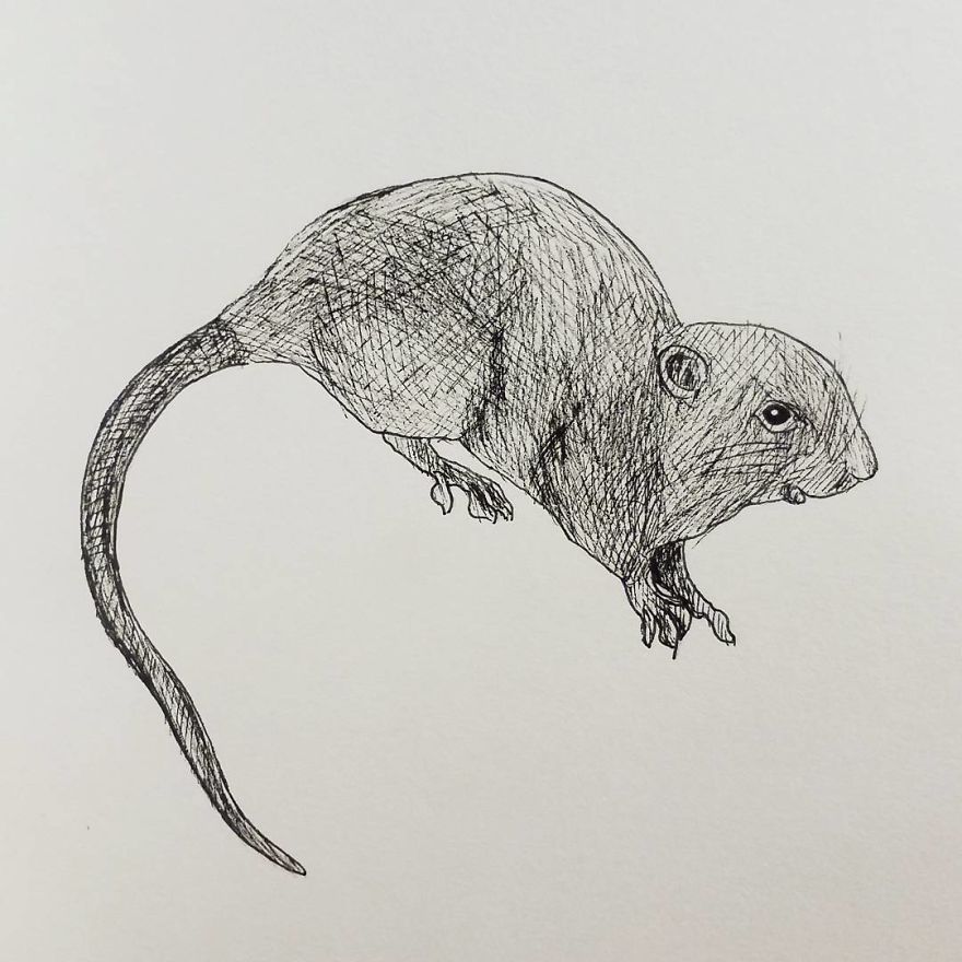 My Inktober 2017 - Animals My Inktober 2017 - Animals