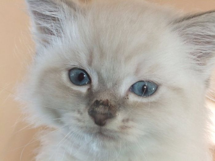 Close-up of a fluffy white kitten with blue eyes, illustrating pet names people now call their pets instead.