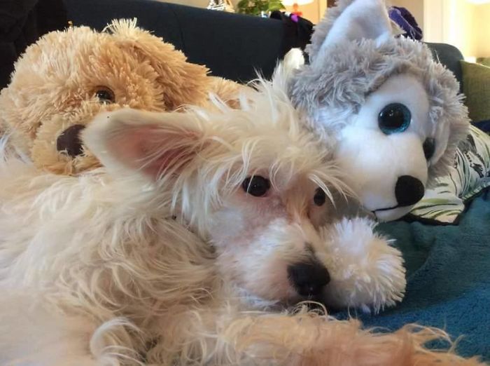 Fluffy dog lying on a couch with two stuffed animals, illustrating pets with new funny names people now call them.