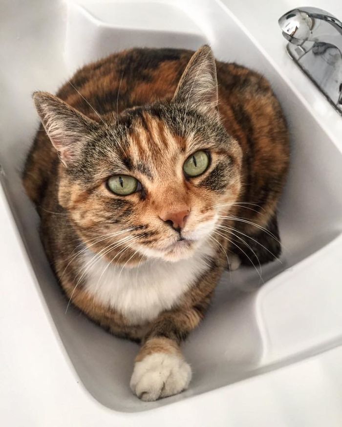 Calico cat sitting in a sink, representing people sharing the names they now call their pets instead of the original ones