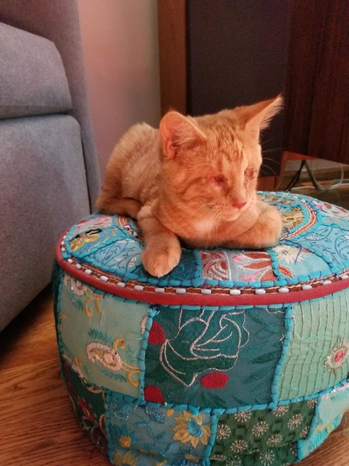 Blind Kitten We Adopted This Year.