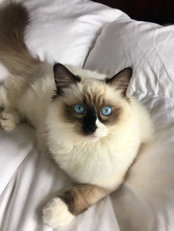 Trijee, My Three Legged Cat Was Born Perfectly For Me!