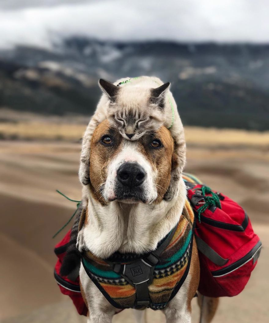 This Cat And Dog Love Travelling Together, And Their Pictures Are Absolutely Epic This Cat And Dog Love Travelling Together, And Their Pictures Are Absolutely Epic