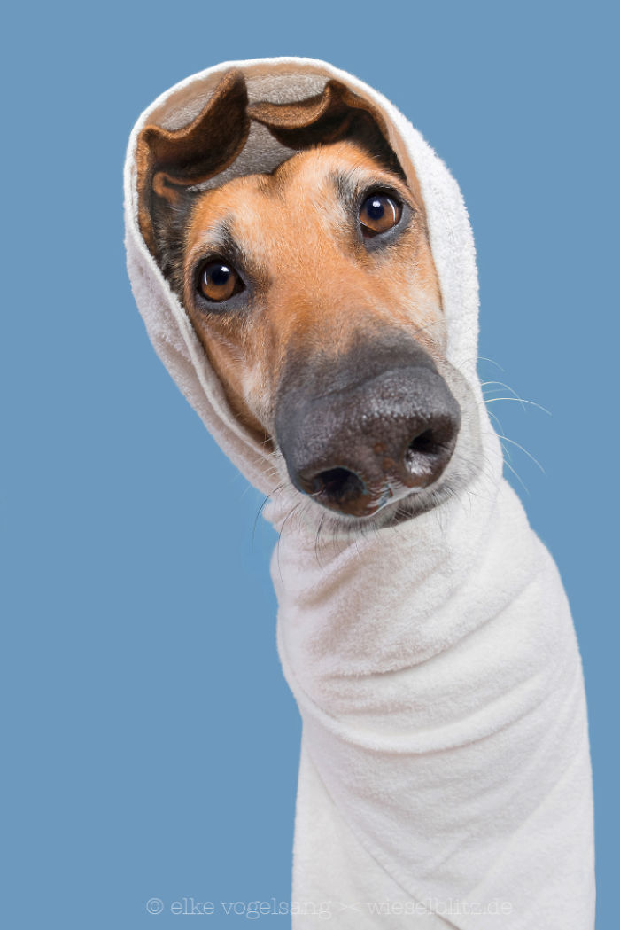 Playful And Character-Filled Photos Of Dogs Dressed For Bath Time Playful And Character-Filled Photos Of Dogs Dressed For Bath Time