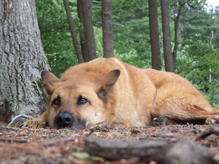 German shepherd dog lying on the ground in the forest, illustrating people sharing new pet names instead of the original one.