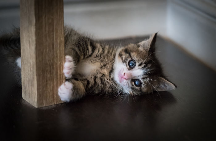 Give Christmas To A Furry Friend