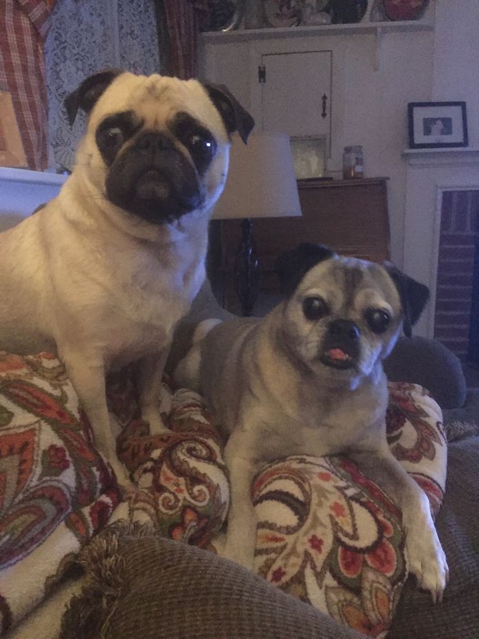 Two pugs in a cozy living room, illustrating funny pet names people now call their pets instead of the original ones.