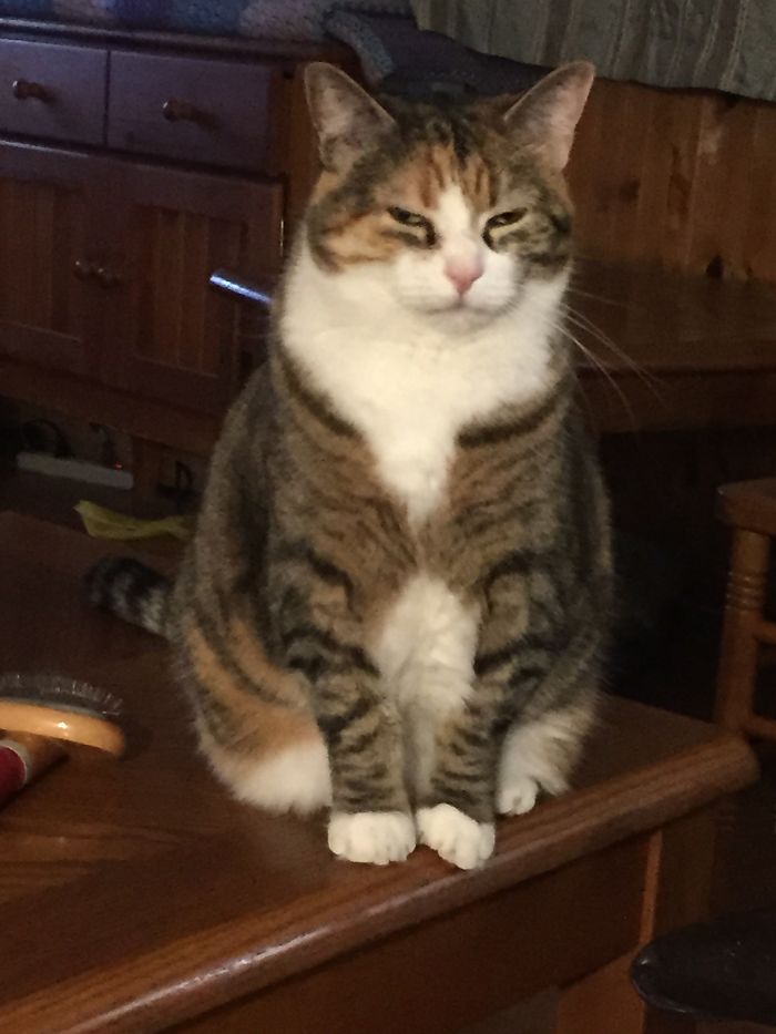 Calm tabby cat sitting on wooden furniture, illustrating pet names people now call their pets instead of the original ones.