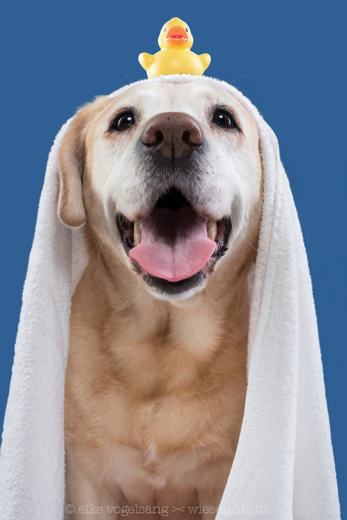 Playful And Character-Filled Photos Of Dogs Dressed For Bath Time Playful And Character-Filled Photos Of Dogs Dressed For Bath Time