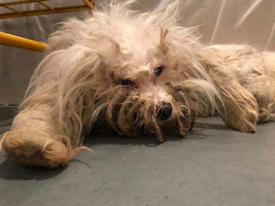 Stray Dog Can’t Stop Smiling After Rescuers Shave Off His Matted Fur