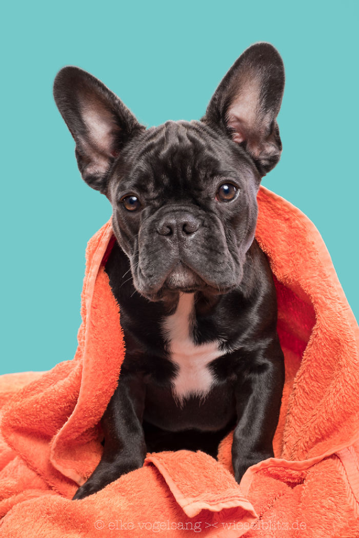 Playful And Character-Filled Photos Of Dogs Dressed For Bath Time