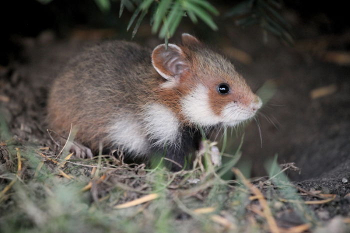 Wild-European-Hamsters