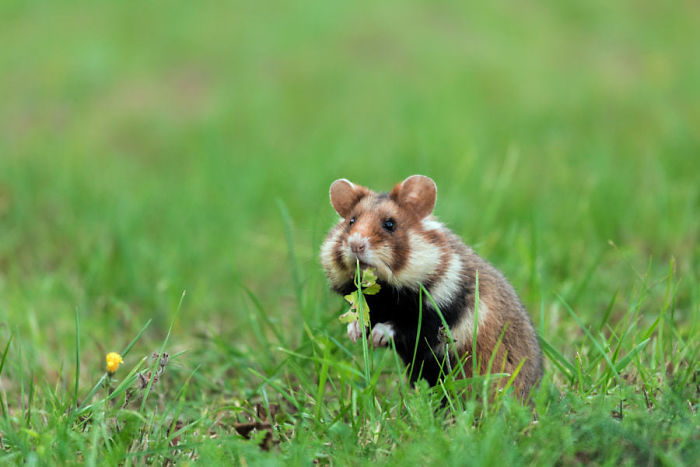 Wild-European-Hamsters
