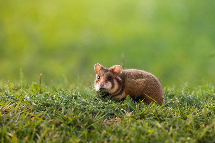 Wild-European-Hamsters