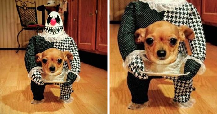 89 Terrifyingly Pawsome Halloween Costumes For Dogs