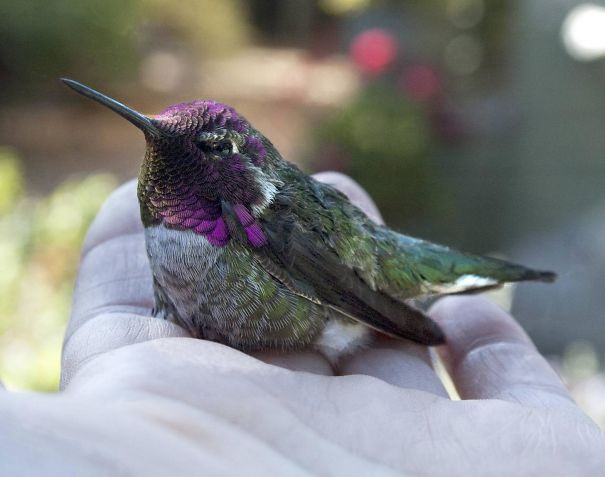 This Little Guy Flew Right On To My Palm This Morning