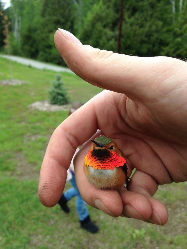 Friendly Little Hummingbird