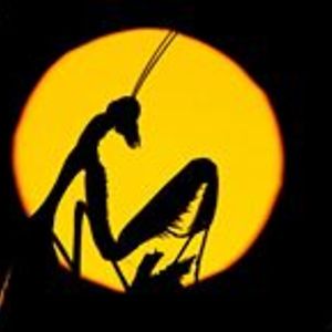 luissousaenator avatar