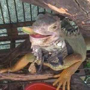 wickedpicklz1 avatar