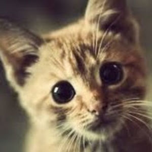 cheesypoofmasterx avatar