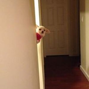 kirk_wahlenbin avatar