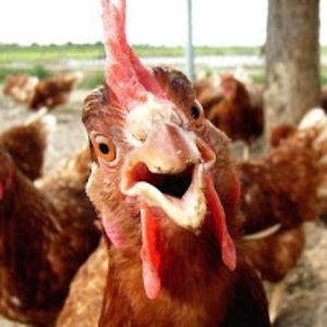 cluckerchickencluckers avatar