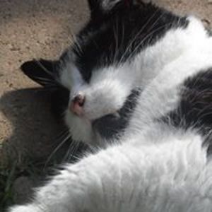 julie_rose_translator avatar