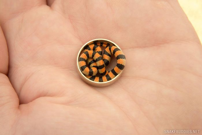 Young Ground Snake In My Wedding Ring