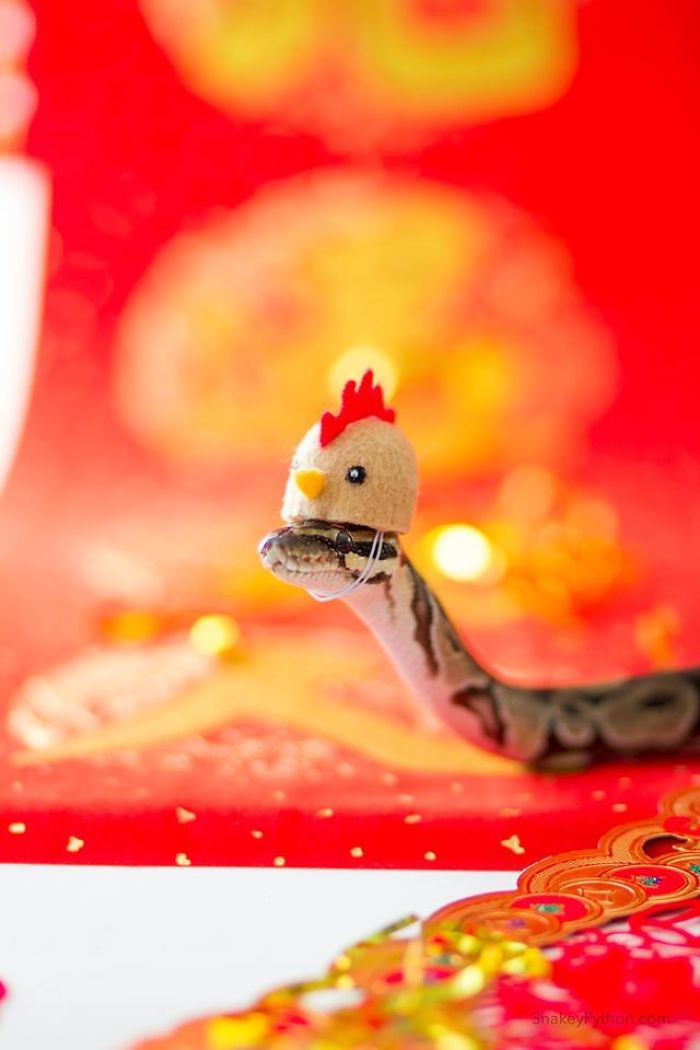 Is Snek Wat Usersub What Usersub Want!?!