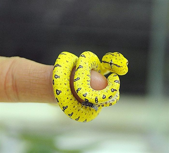 Baby Snek
